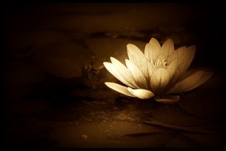 flor de lotus dour